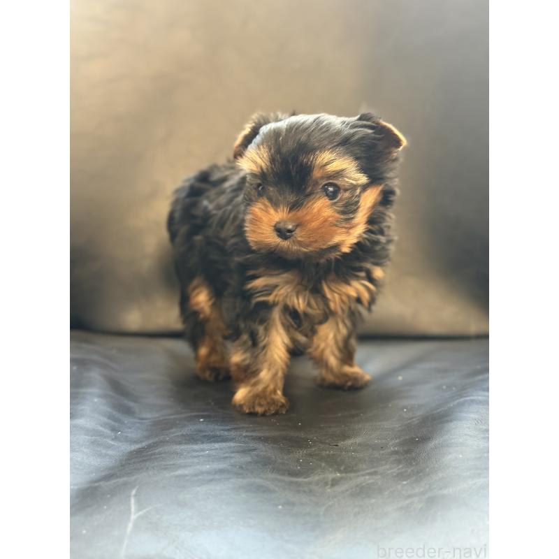 販売中の宮崎県のヨークシャーテリア-441325の6枚目