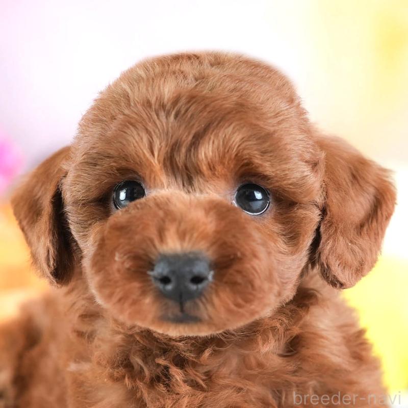 販売中の埼玉県のトイプードル-443820の1枚目