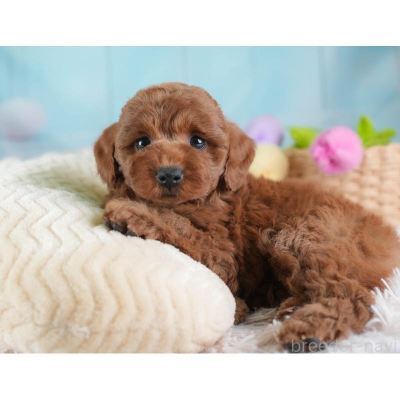 販売中の埼玉県のトイプードル-443820の11枚目