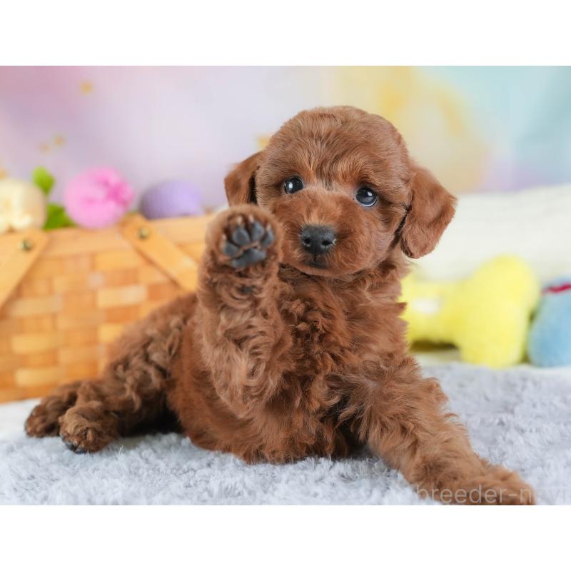 販売中の埼玉県のトイプードル-443820の10枚目