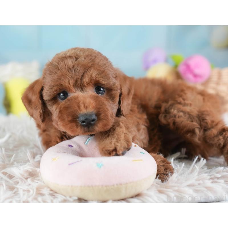 販売中の埼玉県のトイプードル-443820の9枚目