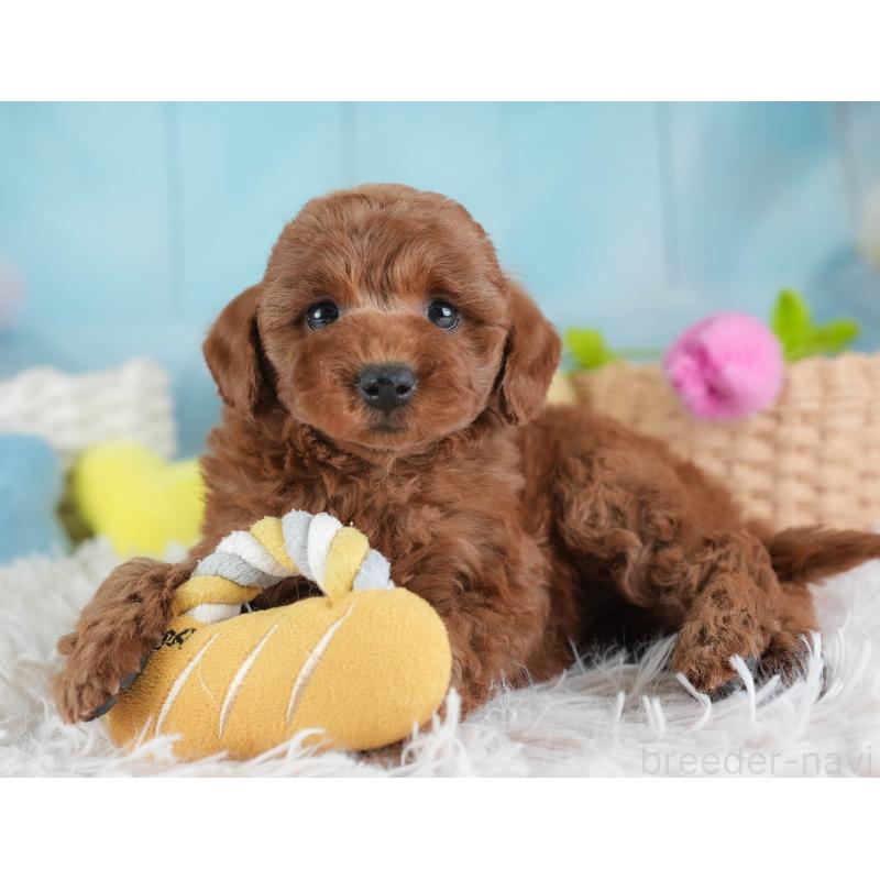 販売中の埼玉県のトイプードル-443820の8枚目