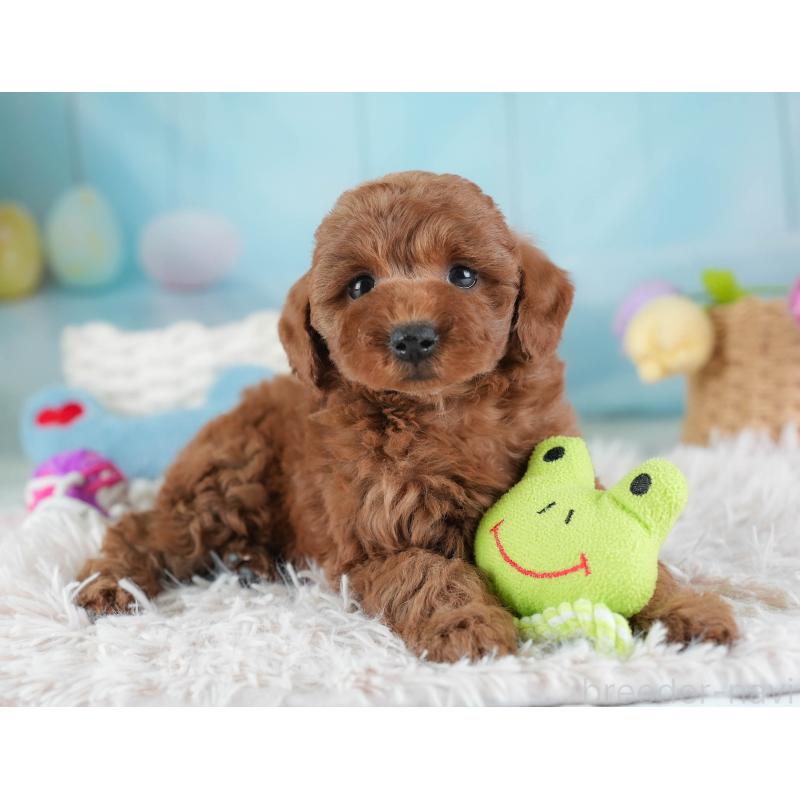 販売中の埼玉県のトイプードル-443820の6枚目