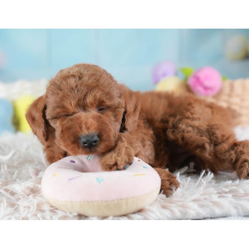 販売中の埼玉県のトイプードル-443820の5枚目