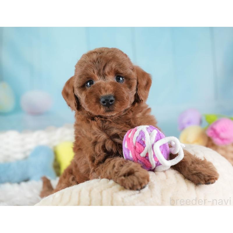 販売中の埼玉県のトイプードル-443820の4枚目