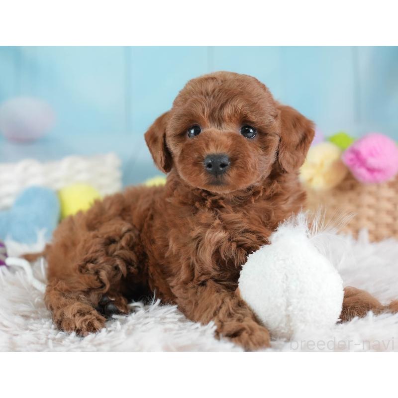 販売中の埼玉県のトイプードル-443820の3枚目