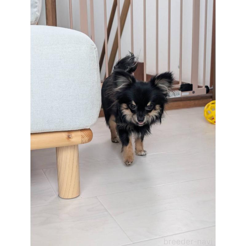 販売中の北海道のミックス犬-443822の13枚目