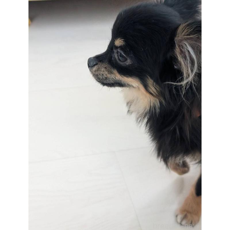 販売中の北海道のミックス犬-443822の12枚目