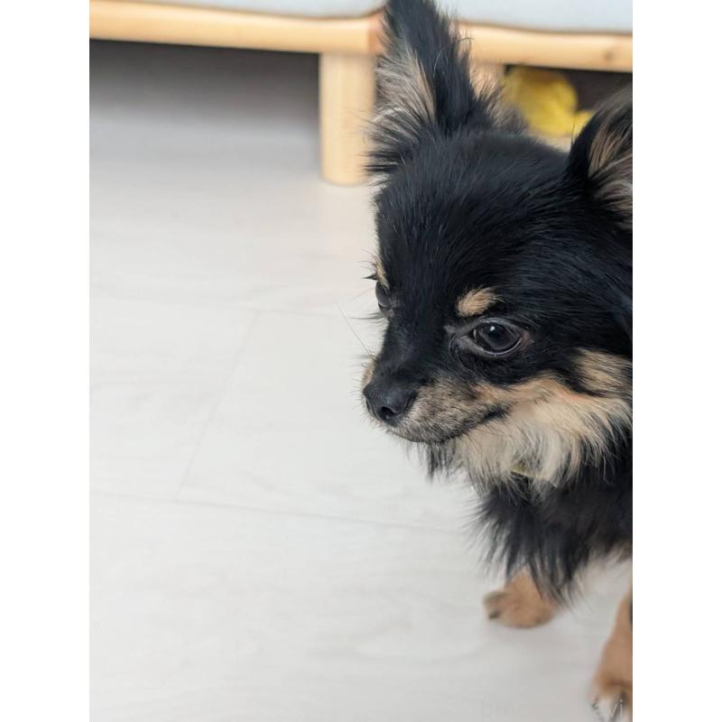 販売中の北海道のミックス犬-443822の11枚目