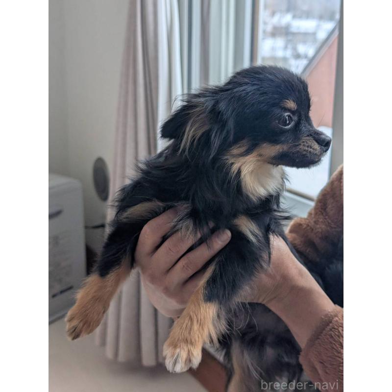 販売中の北海道のミックス犬-443822の8枚目