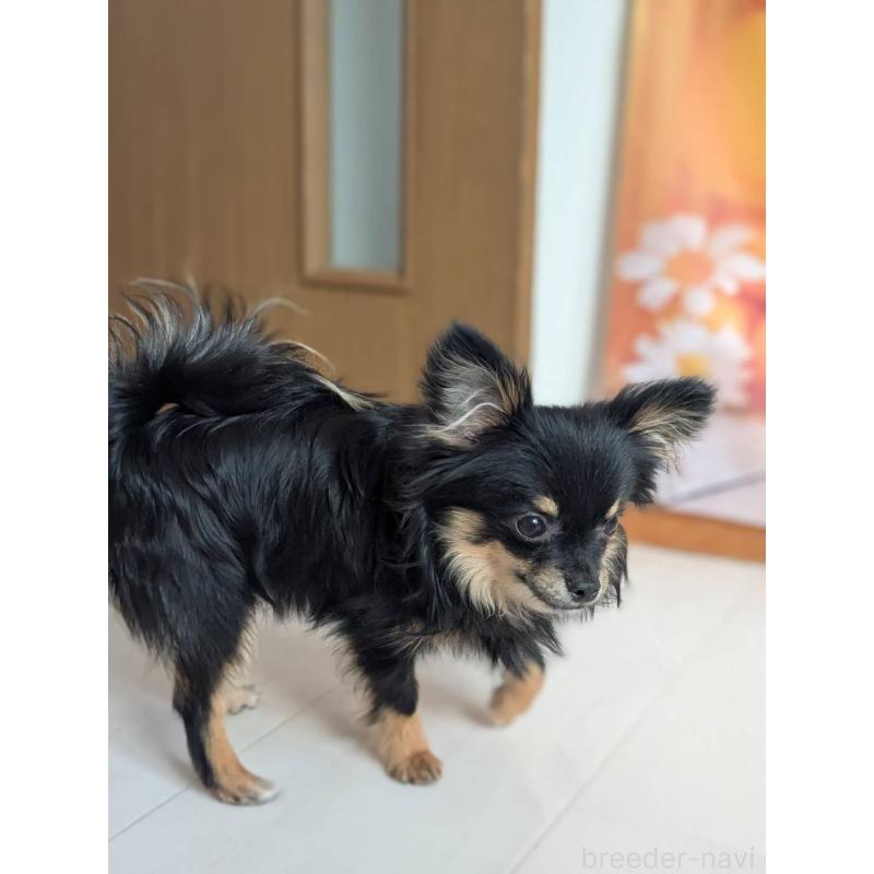 販売中の北海道のミックス犬-443822の7枚目