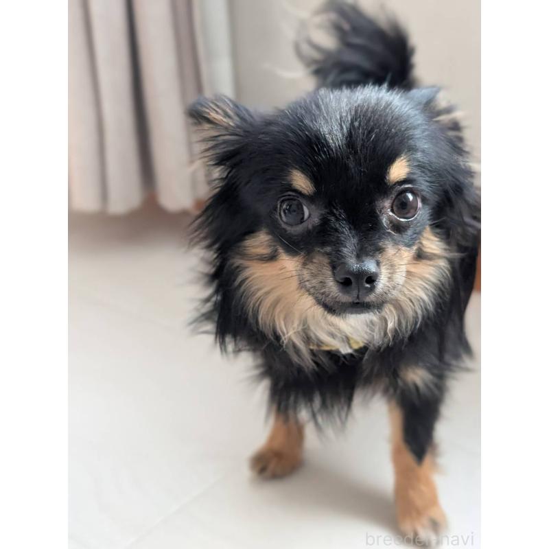 販売中の北海道のミックス犬-443822の6枚目