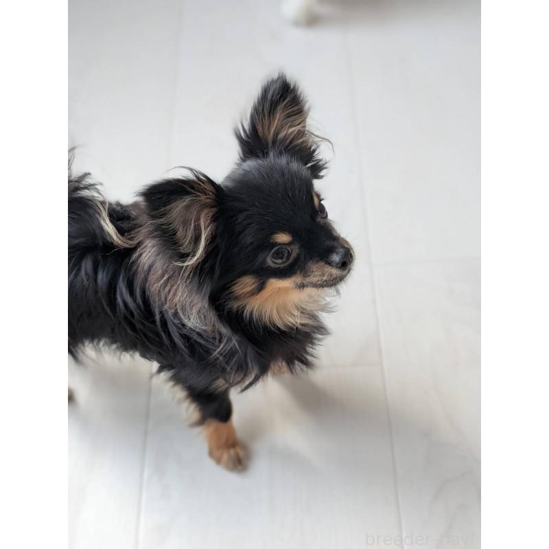 販売中の北海道のミックス犬-443822の5枚目