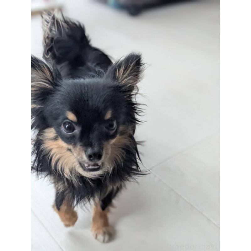 販売中の北海道のミックス犬-443822の3枚目