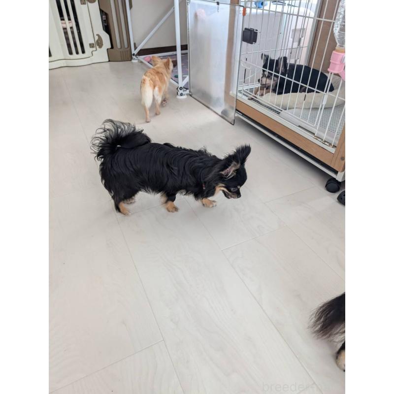 販売中の北海道のミックス犬-443822の4枚目