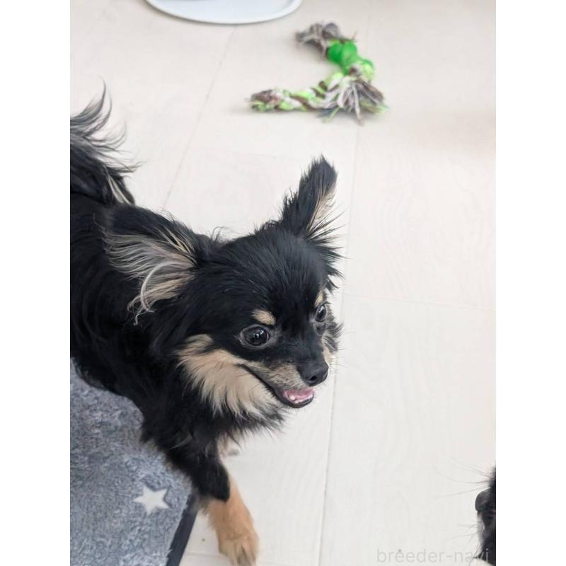 販売中の北海道のミックス犬-443822の2枚目