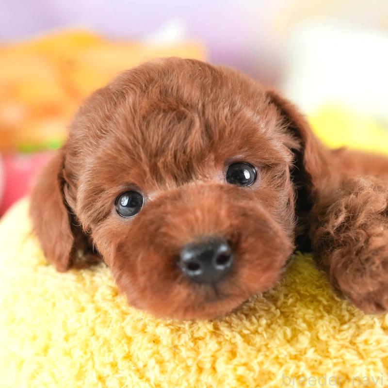 販売中の埼玉県のトイプードル-443823