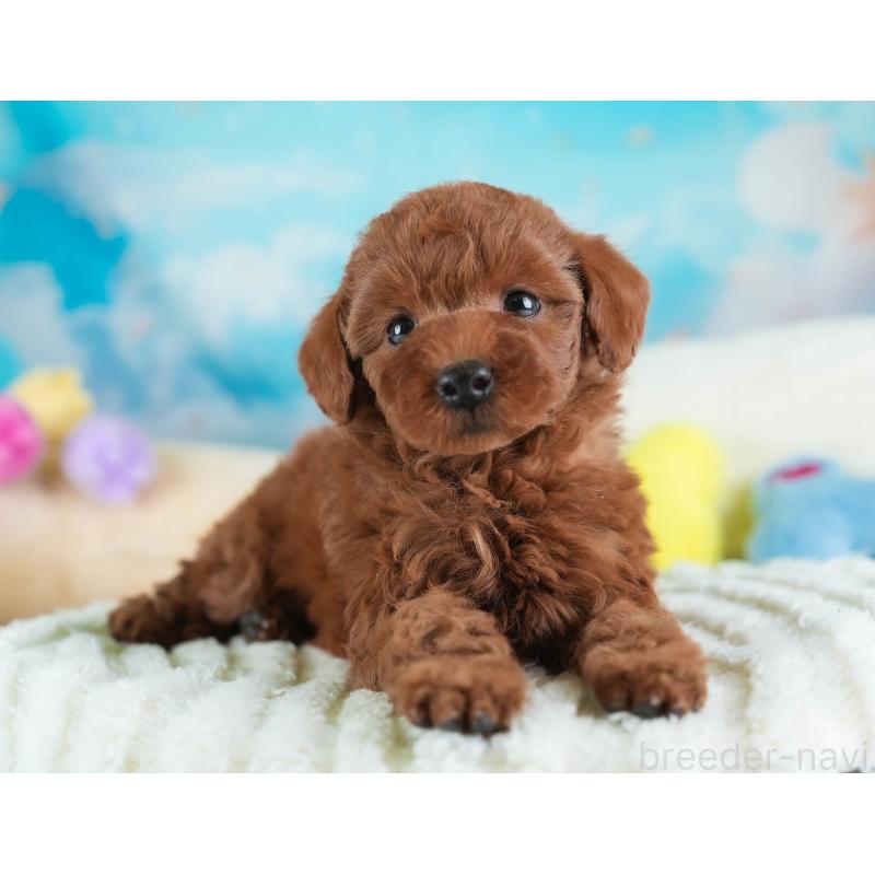 販売中の埼玉県のトイプードル-443823の11枚目