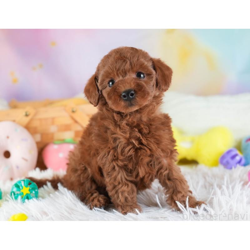 販売中の埼玉県のトイプードル-443823の10枚目