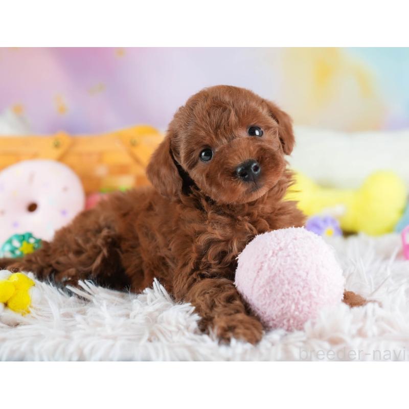 販売中の埼玉県のトイプードル-443823の9枚目