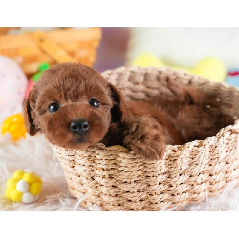 販売中の埼玉県のトイプードル-443823の8枚目