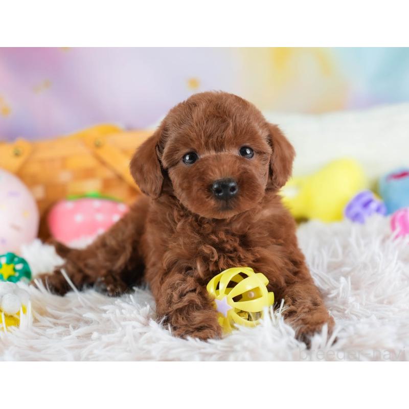 販売中の埼玉県のトイプードル-443823の6枚目