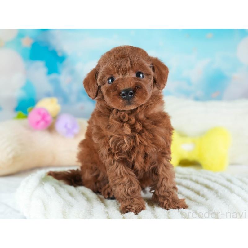 販売中の埼玉県のトイプードル-443823の5枚目