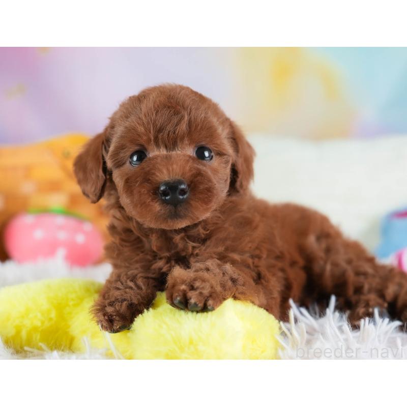 販売中の埼玉県のトイプードル-443823の3枚目