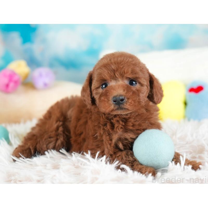 販売中の埼玉県のトイプードル-443825の11枚目