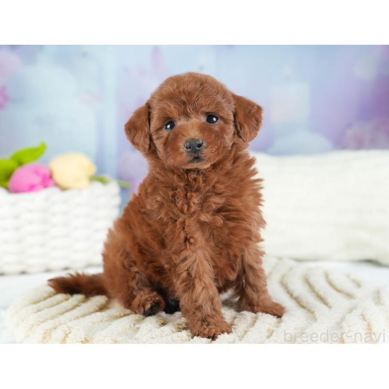 販売中の埼玉県のトイプードル-443825の10枚目