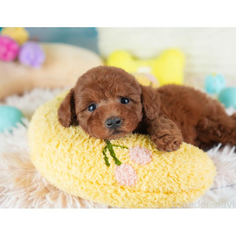 販売中の埼玉県のトイプードル-443825の9枚目