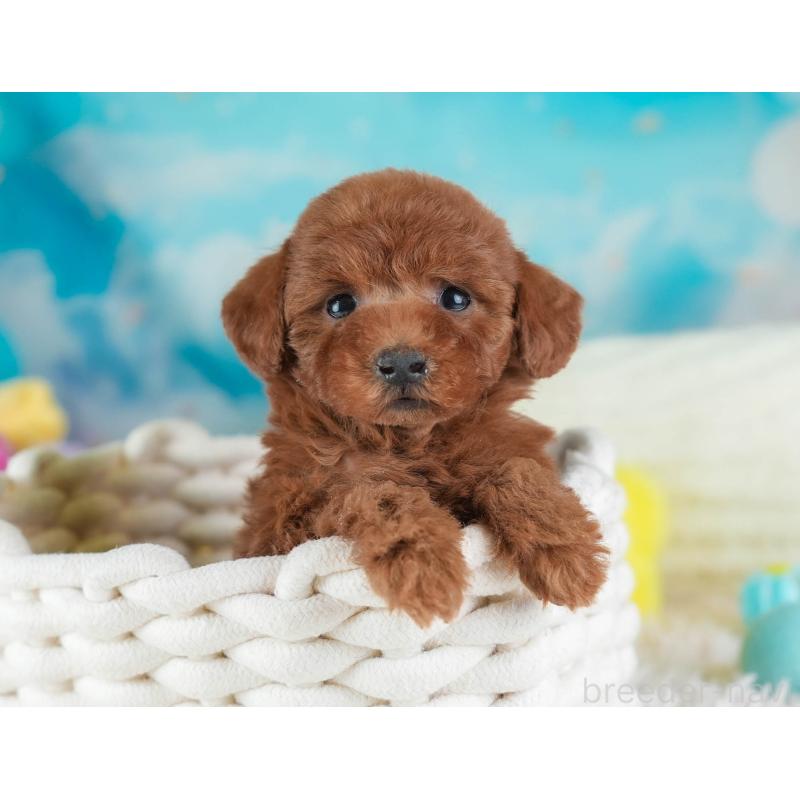 販売中の埼玉県のトイプードル-443825の8枚目