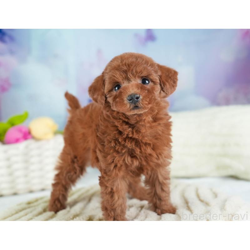 販売中の埼玉県のトイプードル-443825の6枚目