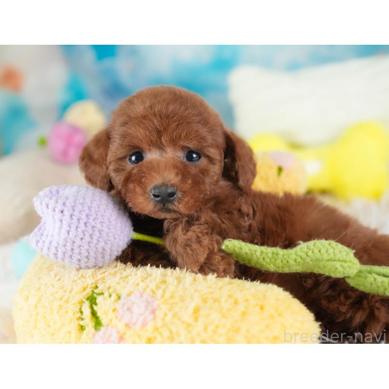 販売中の埼玉県のトイプードル-443825の5枚目