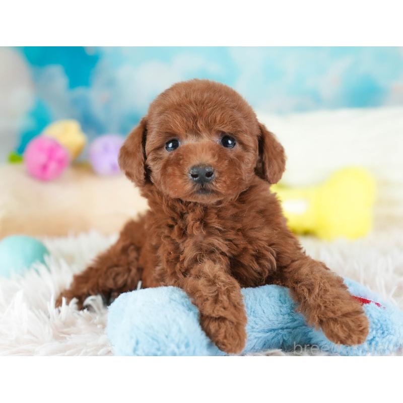 販売中の埼玉県のトイプードル-443825の4枚目