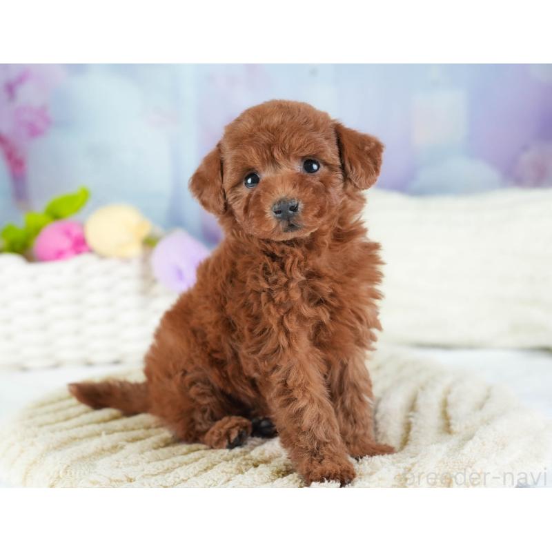 販売中の埼玉県のトイプードル-443825の3枚目