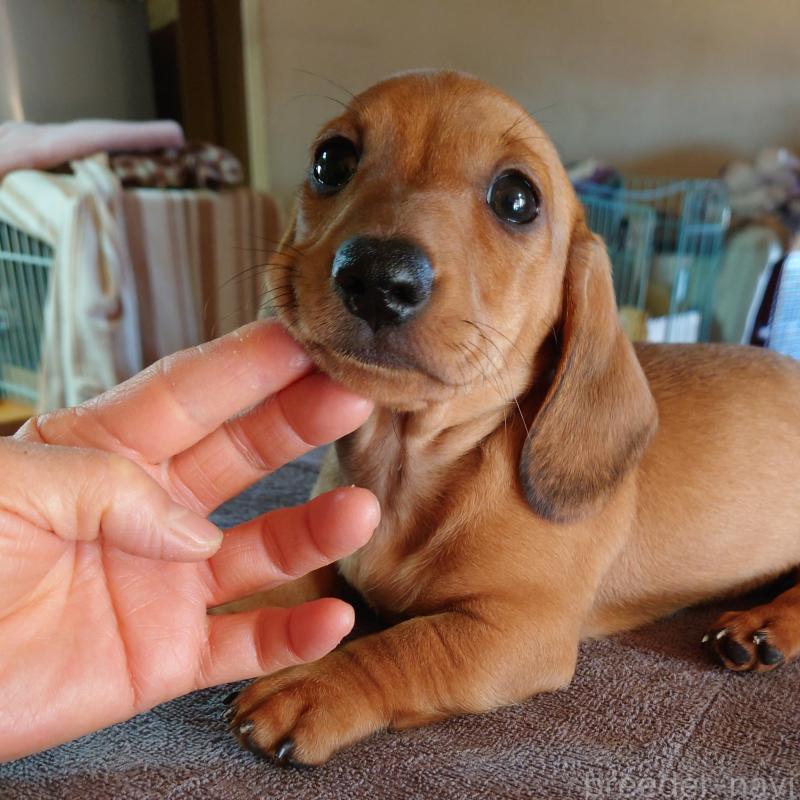 販売中の長野県のミニチュアダックスフンド(スムースヘアード)-443828の1枚目