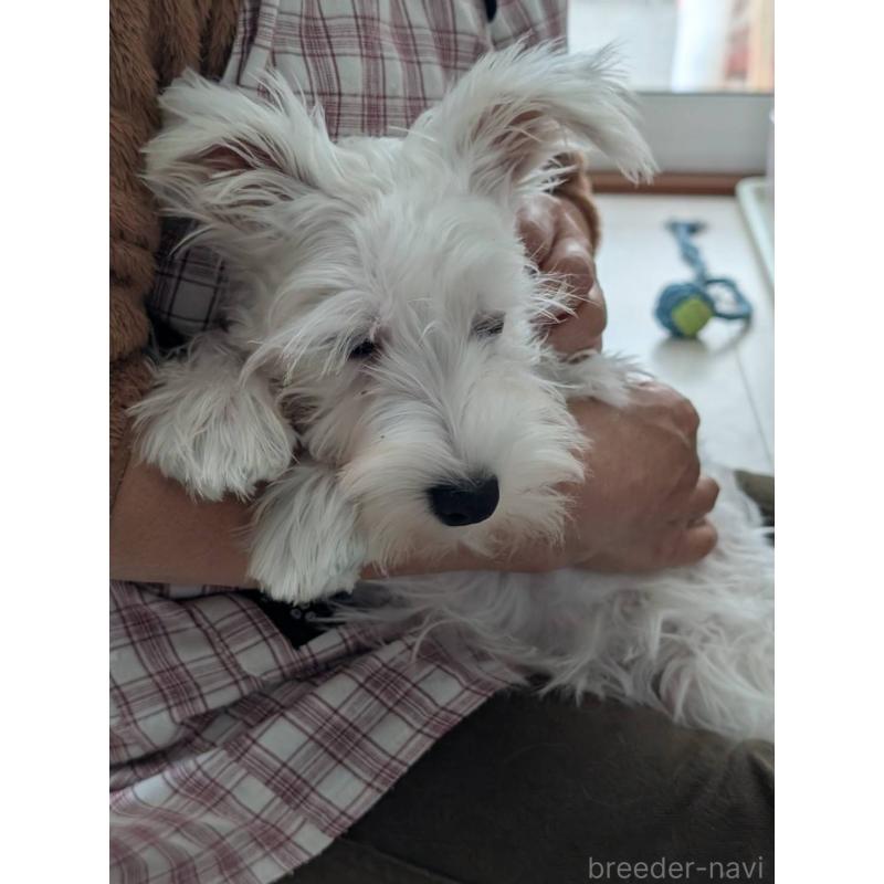 販売中の北海道のミニチュアシュナウザー-443826の3枚目