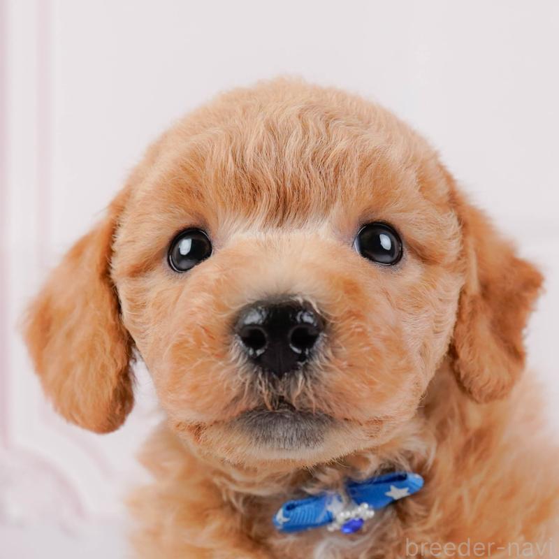 販売中の神奈川県のビションプー:ビションフリーゼ×トイプードル-443827