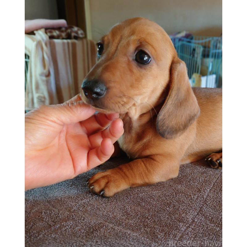 販売中の長野県のミニチュアダックスフンド(スムースヘアード)-443828の5枚目