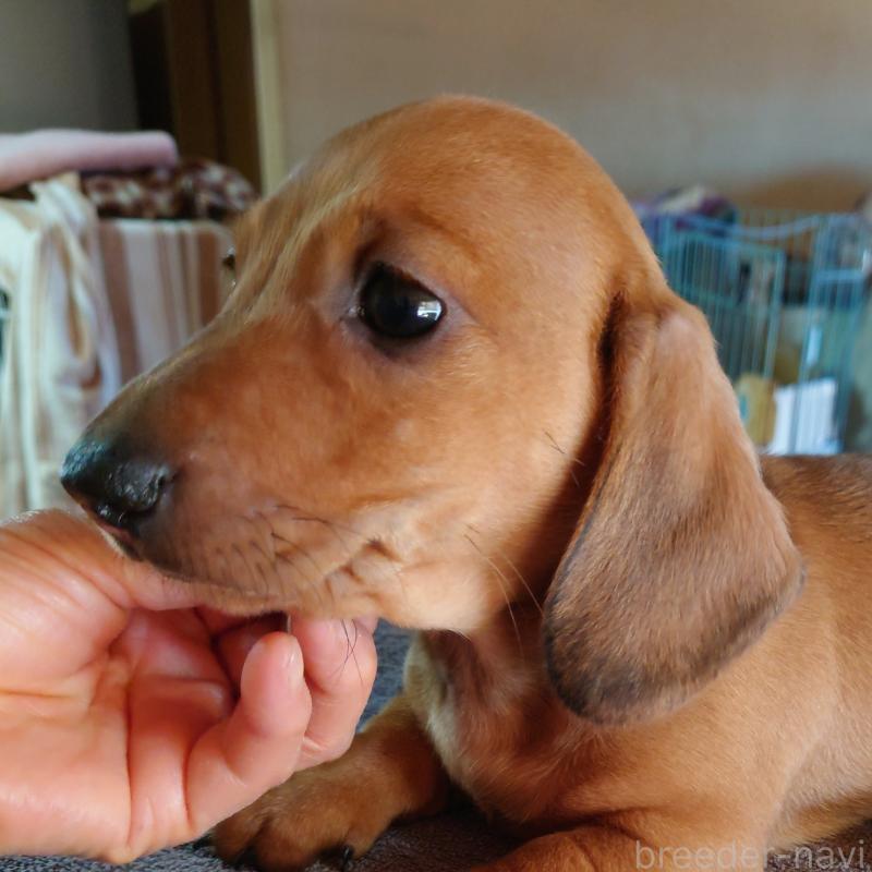 販売中の長野県のミニチュアダックスフンド(スムースヘアード)-443828の4枚目