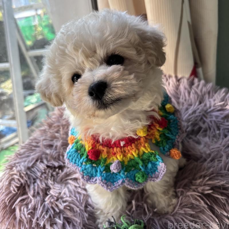 成約済の三重県のビションフリーゼ-440205の3枚目