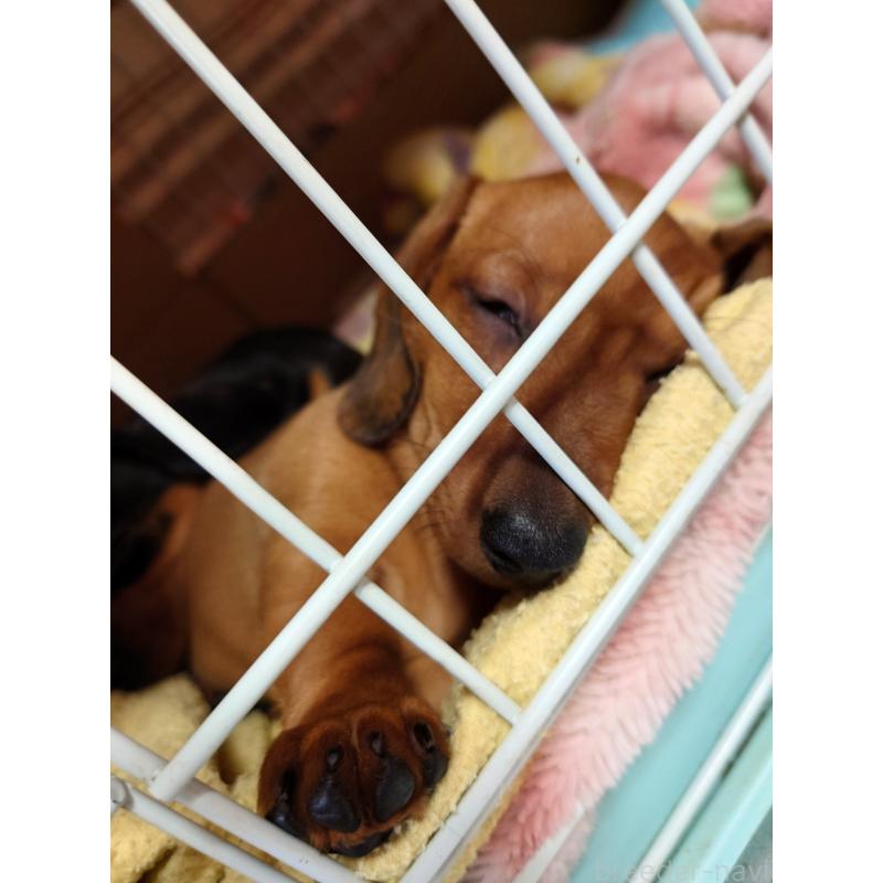 販売中の長野県のミニチュアダックスフンド(スムースヘアード)-443828の3枚目