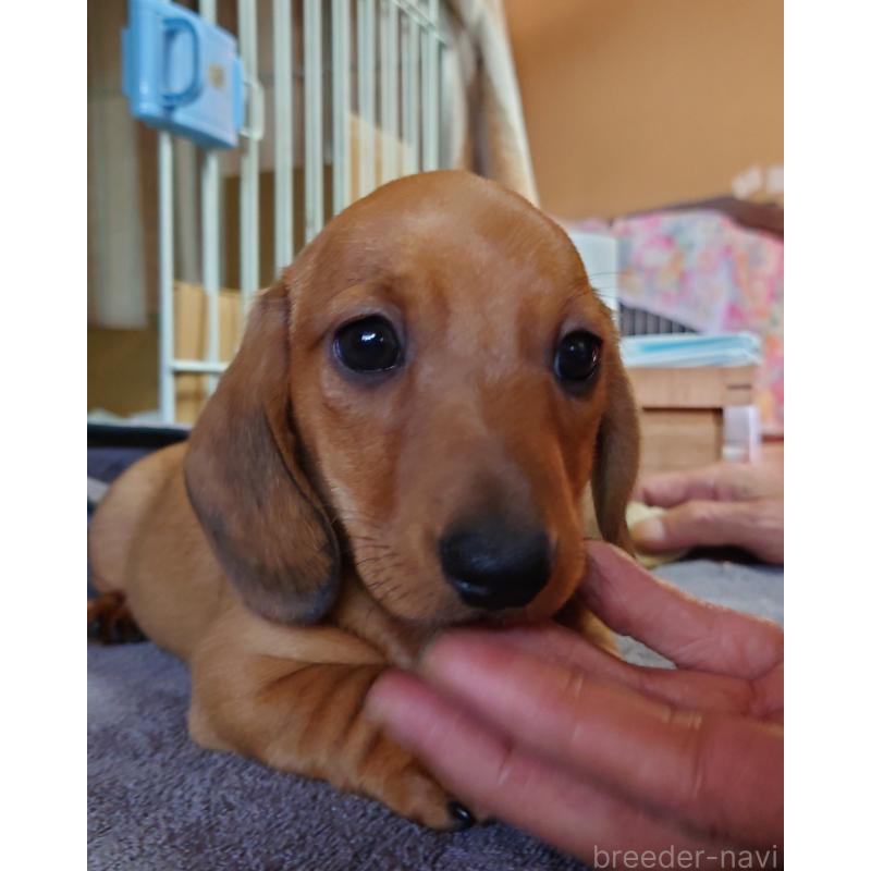 販売中の長野県のミニチュアダックスフンド(スムースヘアード)-443828の2枚目