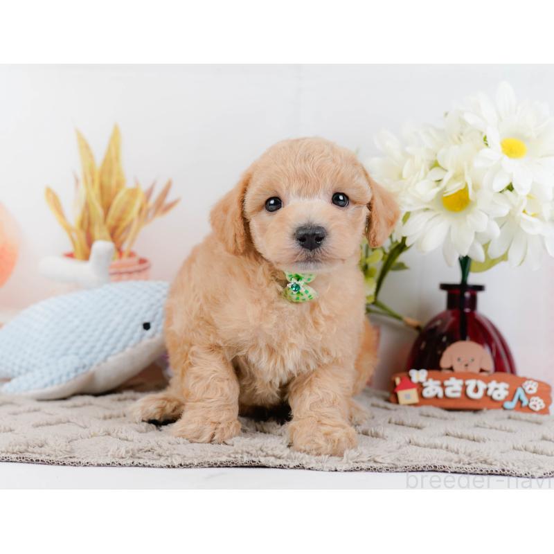 販売中の神奈川県のビションプー:ビションフリーゼ×トイプードル-443832の11枚目