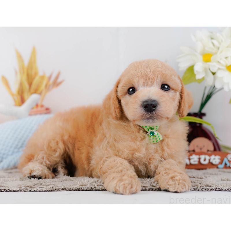 販売中の神奈川県のビションプー:ビションフリーゼ×トイプードル-443832の8枚目