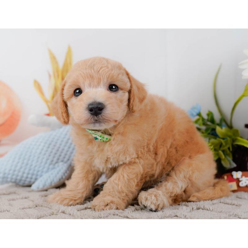 販売中の神奈川県のビションプー:ビションフリーゼ×トイプードル-443832の6枚目