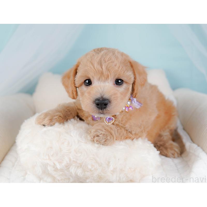 販売中の神奈川県のビションプー:ビションフリーゼ×トイプードル-443832の4枚目