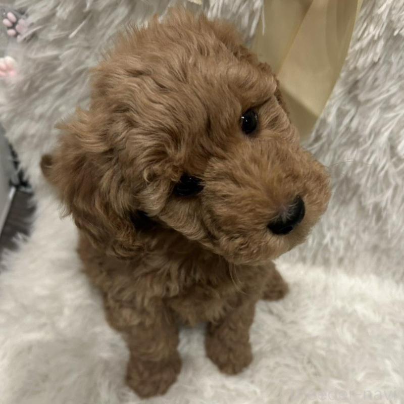 販売中の奈良県のトイプードル-443834の9枚目