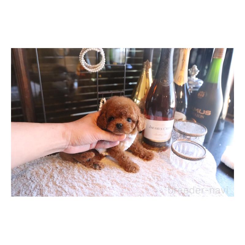 販売中の埼玉県のタイニープードル-443830の5枚目